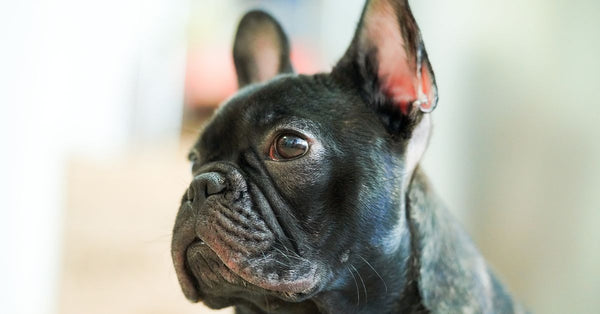 A healthy, calm black brindle French Bulldog with alert ears looks to the right, with a soft, bright background.
