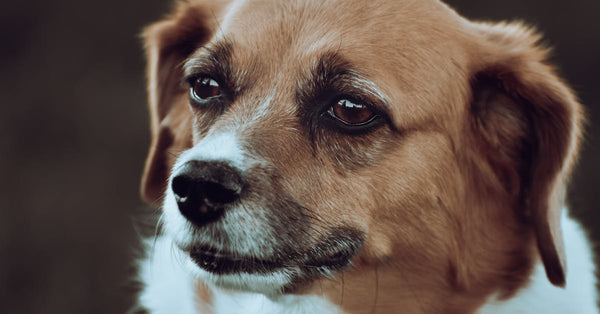 A close-up shot of a dog's face, capturing its thoughtful expression and detail.