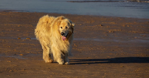 A healthy, happy golden retriever with long, flowing fur walks on a sandy beach with the ocean in the background.