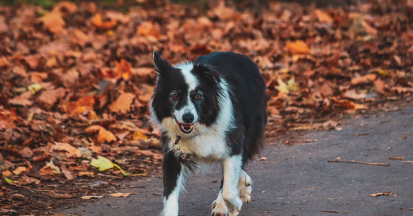 A healthy, happy black and white Border Collie runs towards the camera on a path covered in autumn leaves.