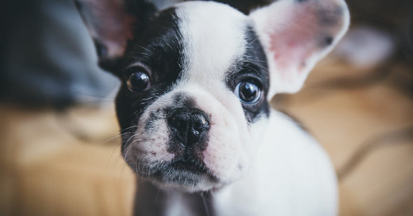 Close-up of a cute French Bulldog puppy captured indoors with soft focus.