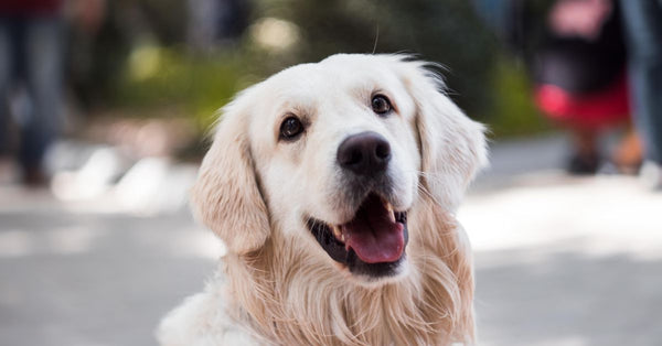 A healthy, happy cream-colored Golden Retriever with its mouth open and tongue slightly out, looking up with a soft gaze.