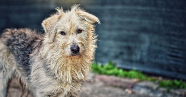 Why Your Dog's Skin Smells Like Corn Chips: A UK Vet Explains Yeast