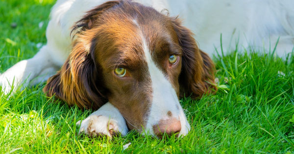 A healthy, calm brown and white Springer Spaniel lies on bright green grass, looking directly at the camera.