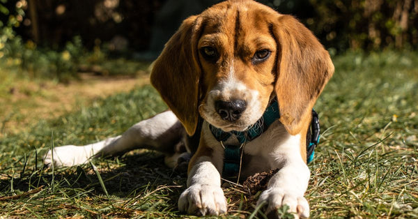 A healthy, tri-color Beagle puppy with floppy ears lies calmly on green grass, looking directly at the camera.