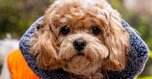 A healthy, fluffy brown dog with a white patch on its head wears a warm orange and grey hooded winter coat, looking calmly at