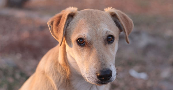 Ostrich for Dog Allergies: A UK Vet Explains Its Popularity