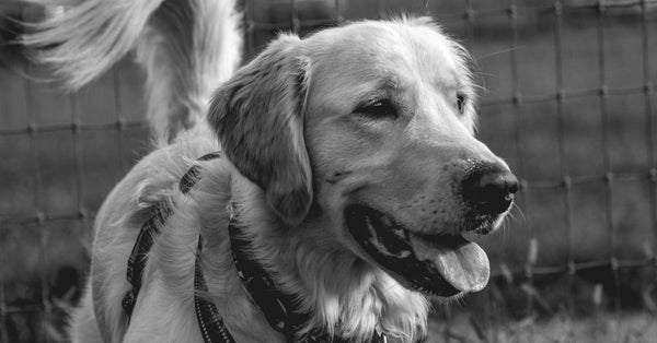 Spirulina for Dog Allergies: UK Vet Explains Benefits