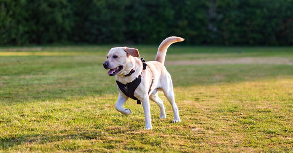 A healthy, happy golden Labrador wearing a black harness runs across a vibrant green lawn with its mouth slightly open.