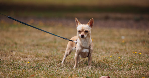 A chihuahua on a leash standing alert in an open grassy field, showcasing its playful nature.