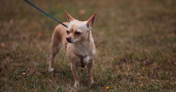 A beige Chihuahua stands on grass with a leash outdoors, looking alert.