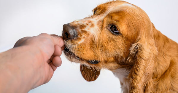 A healthy, calm fawn and white Cocker Spaniel puppy takes a treat from a human hand against a white background.