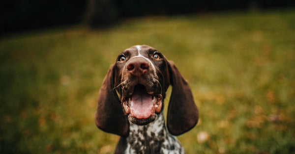 Close-up portrait of a joyful German Shorthaired Pointer dog with mouth open, set in an outdoor grassy area.