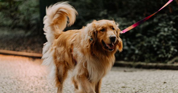 A healthy, happy golden retriever with a fluffy tail walks on a paved path, looking to the right with a slight smile.
