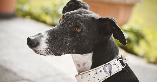 A healthy, calm black and white Greyhound or Lurcher with a decorative collar looks to the side outdoors.