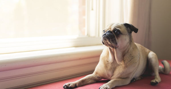 A healthy, calm fawn Pug lies on a red cushion by a sunlit window, looking up and to the left.