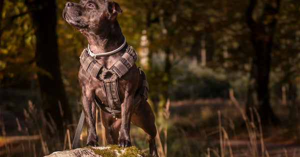 A healthy, calm brindle Staffy wearing a harness stands proudly on a mossy rock in an autumn forest, looking up and to the le