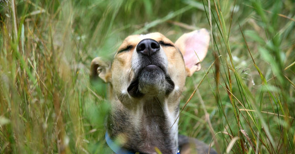 A happy brindle and tan dog with a blue collar lies in tall green grass, eyes closed, head tilted up, enjoying the sun.