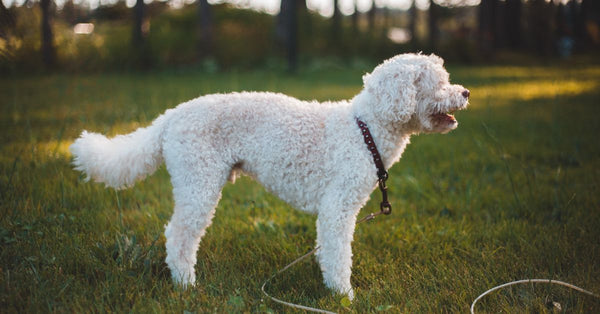 A healthy, calm white curly-haired dog stands on green grass in a sunny garden, looking to the right with its mouth slightly