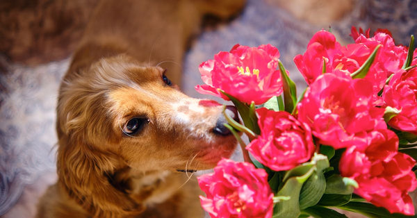 A golden cocker spaniel gently sniffs a vibrant bouquet of pink tulips, looking calm and curious.