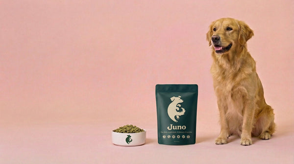 Are All-in-One Supplements Good for Dogs? A UK Vet's Review Juno Daily Juno Pets Juno Dog