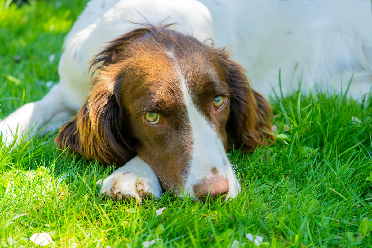 Springer Spaniel Joint Issues: A UK Vet Guide - Juno Pets