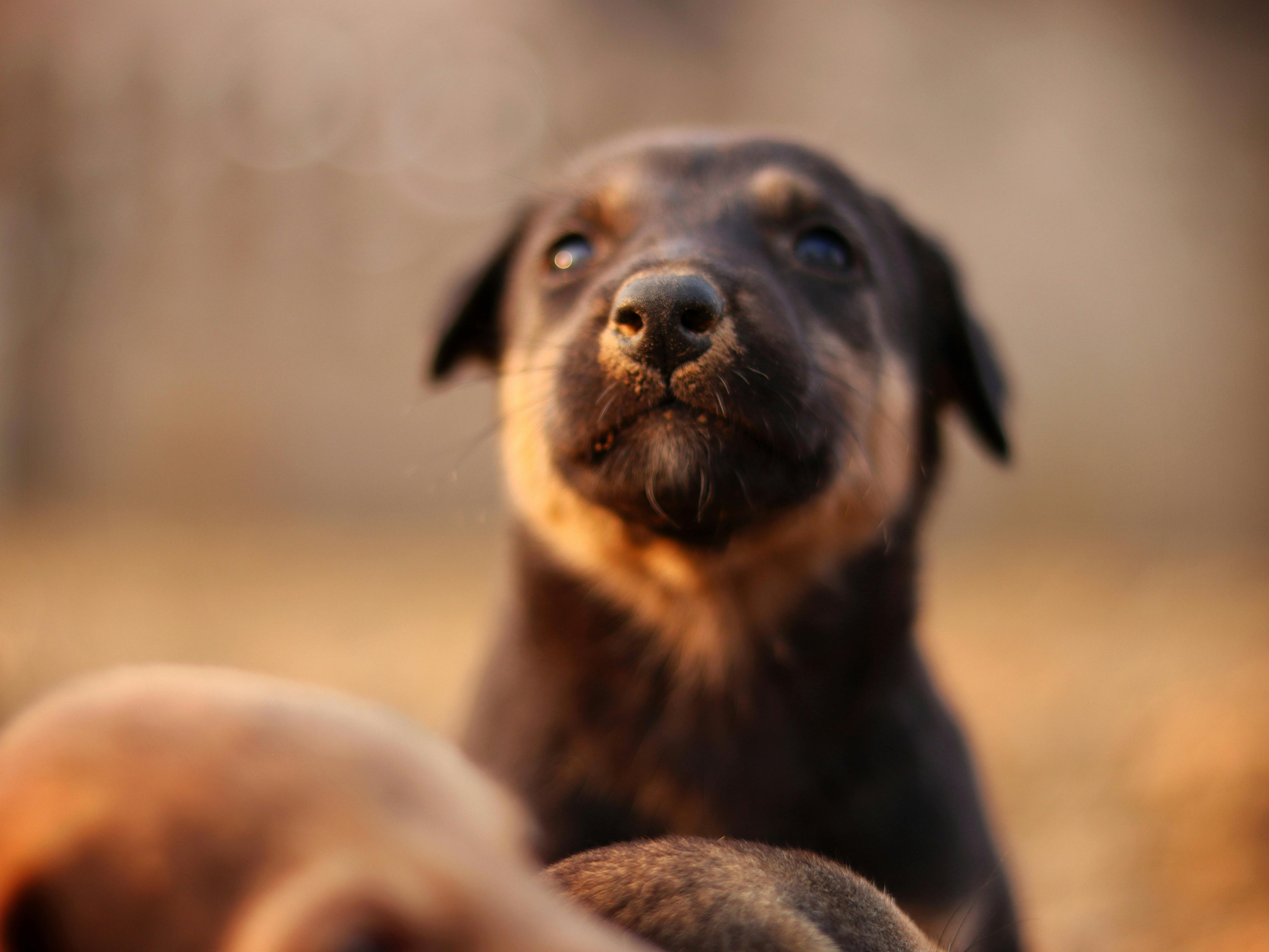 Dog Gut Health and Mood: A UK Vet’s Guide to the Gut-Brain Axis