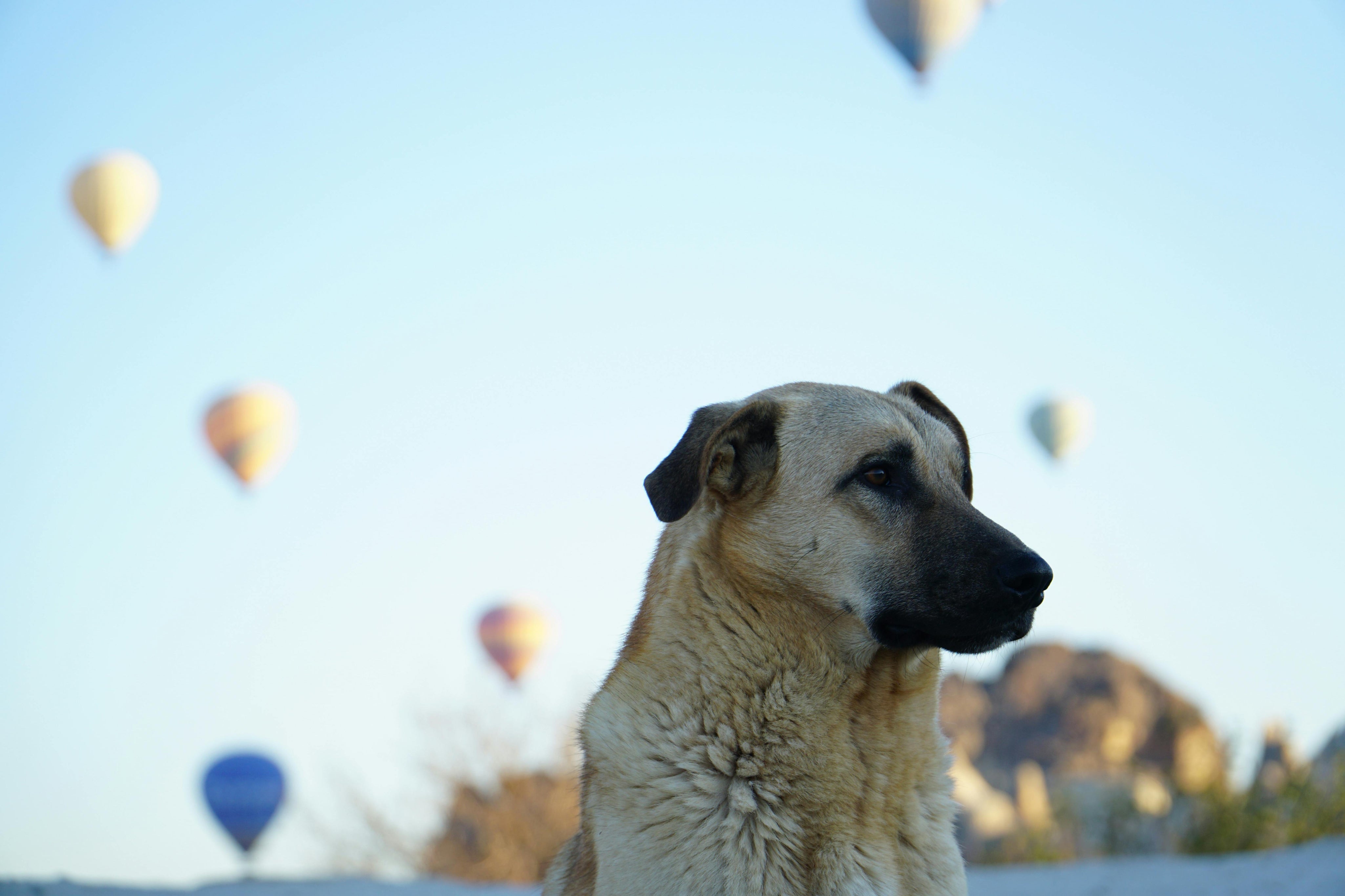 Probiotics for Dog Anxiety: A UK Vet Explains the Science