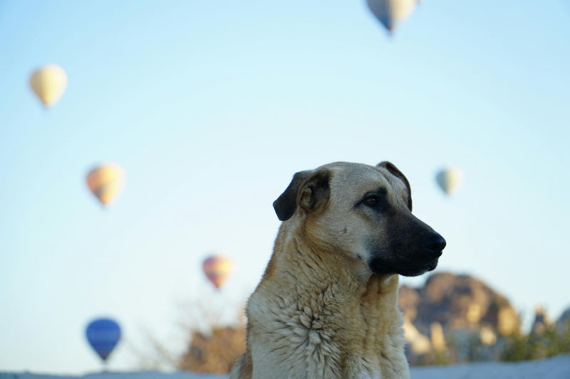 Probiotics for Dog Anxiety: A UK Vet Explains the Science