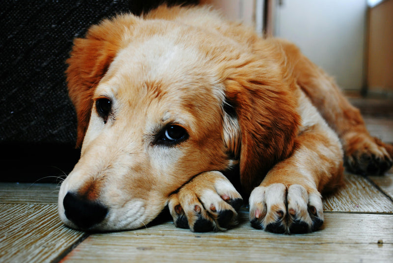 7 Signs of Arthritis in Dogs: A UK Vet's Checklist