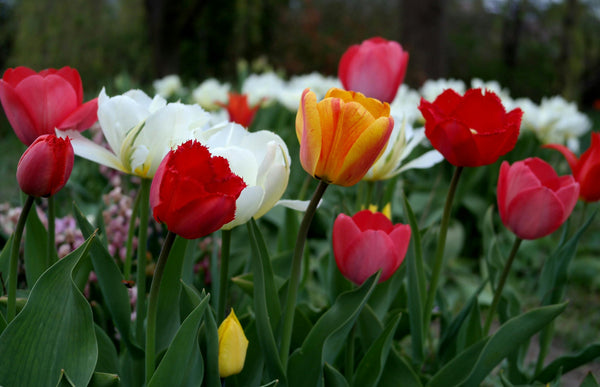 Can Dogs Eat Tulips? A UK Vet Guide to Toxicity, Symptoms & Prevention