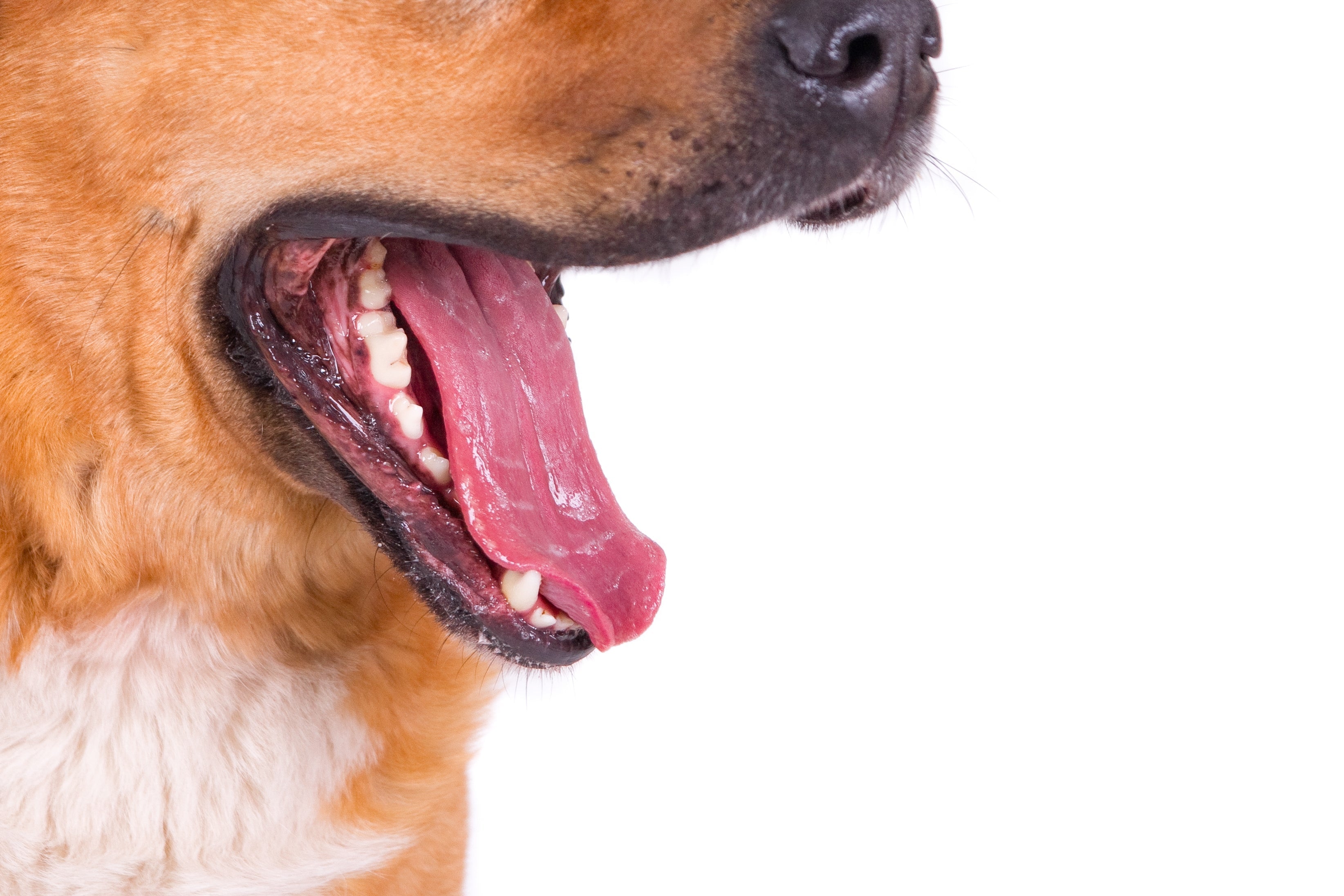 Is a Dog's Mouth Really Cleaner Than a Human's? A UK Vet's Verdict