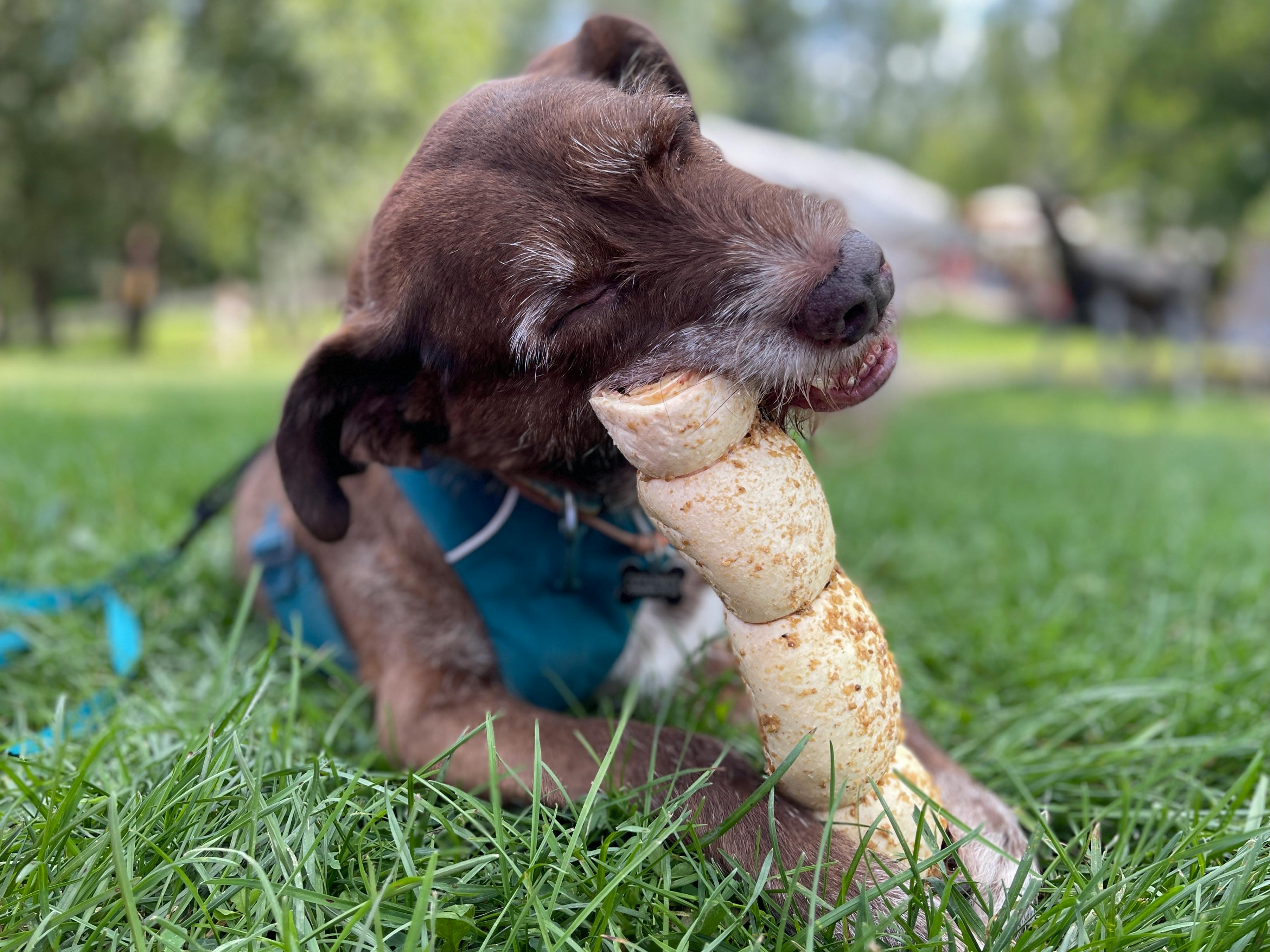 JointSure vs YuMOVE for Dogs: A UK Vet's Honest Review (2026)