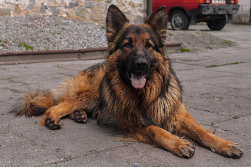 german shepherd with IBD in dogs guide by vet uk 