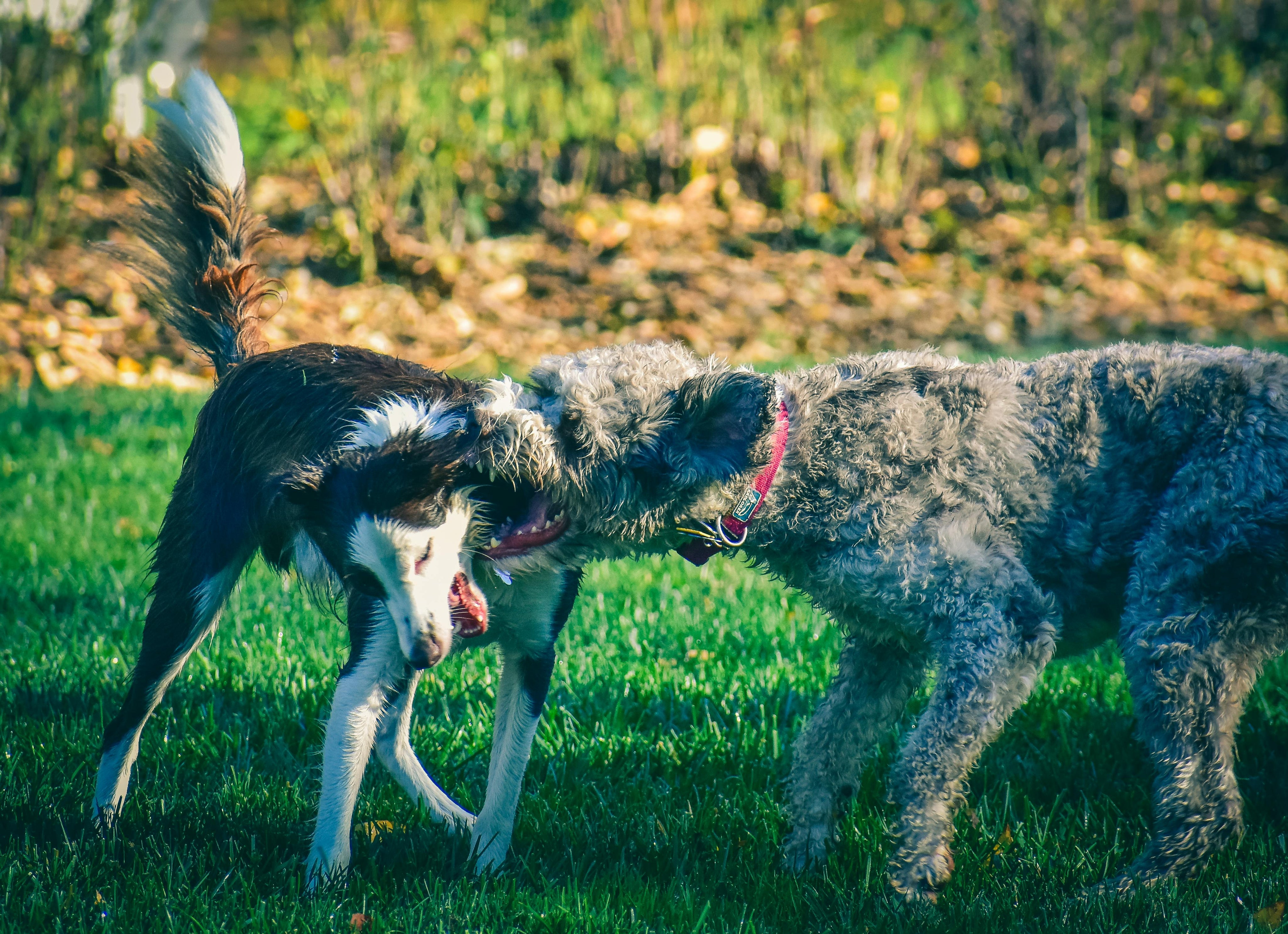 Dog Attacks in the UK 2026: Statistics, Causes and Vet Advice