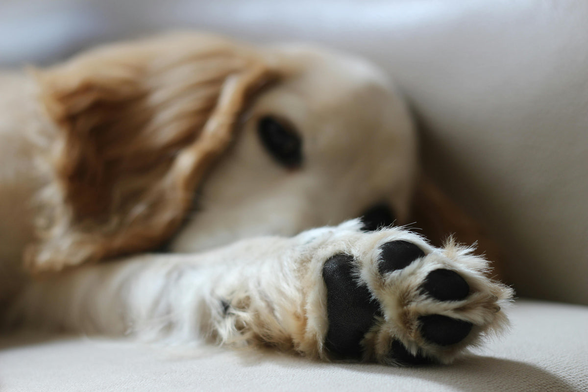 My Dog is Limping After Lying Down: A Vet Explains Why - Juno Pets