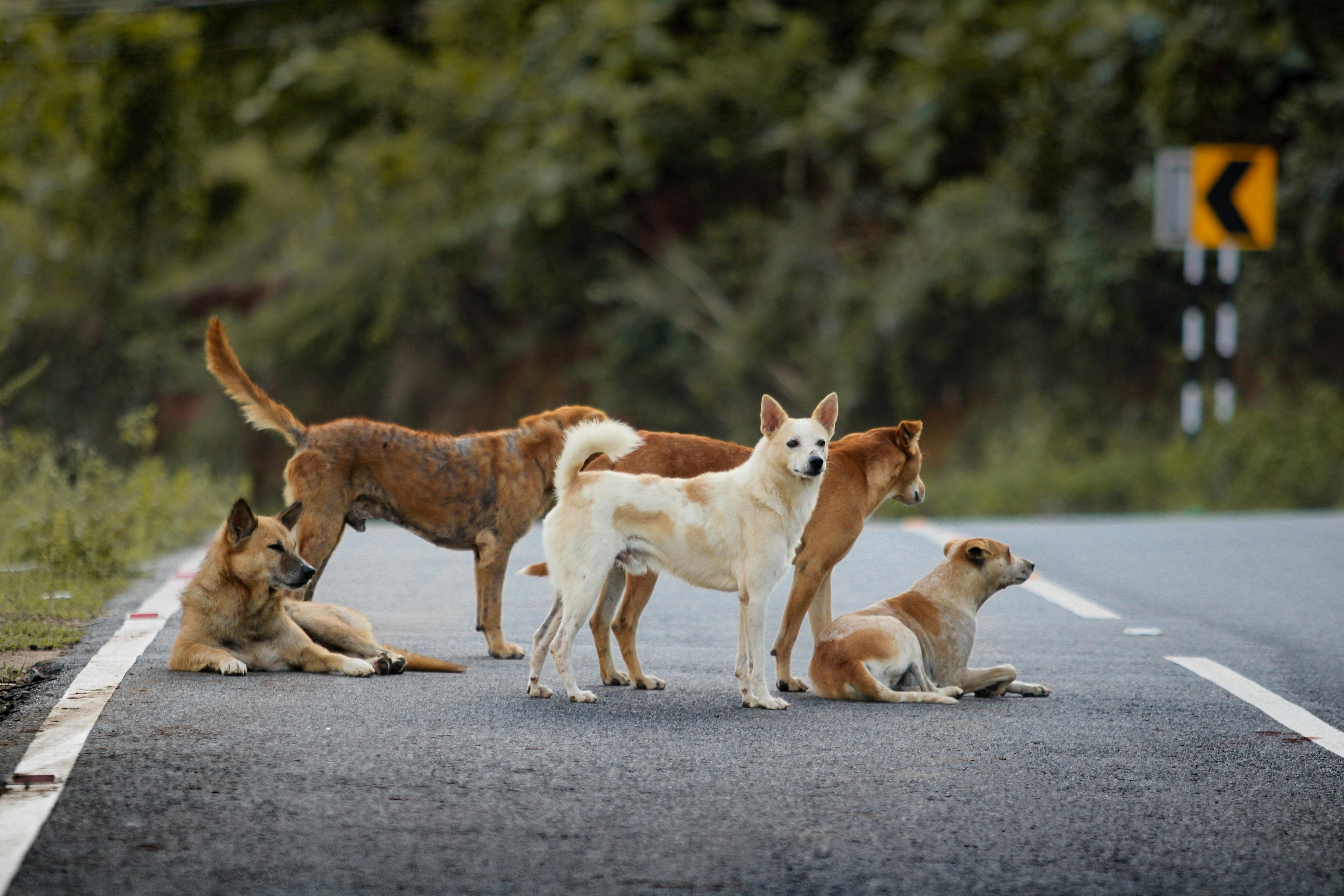 Debunking the 'Pack Leader' Theory: A Modern Vet's Approach