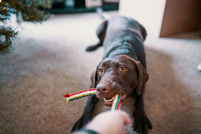 dog playing indoors enrichment activities
