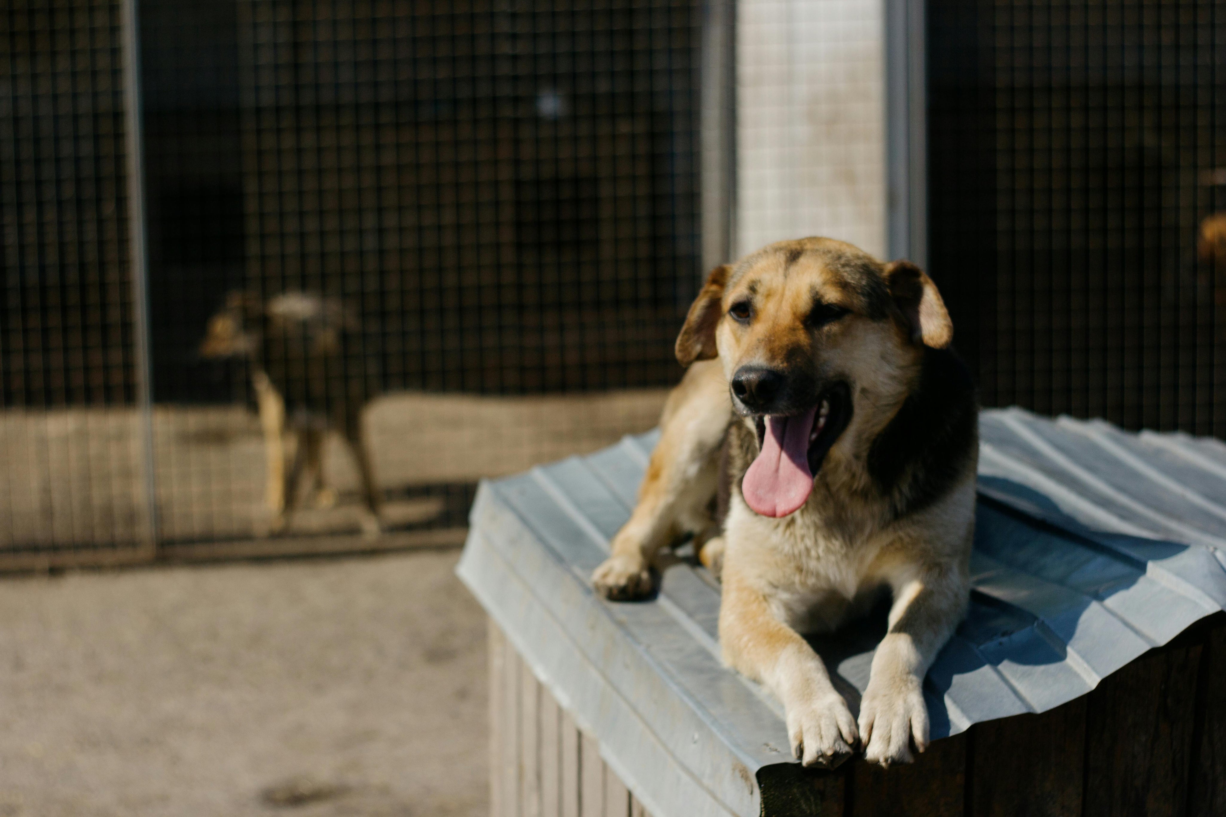 Dog Welfare Statistics UK 2026: A Vet’s Report for Pet Owners