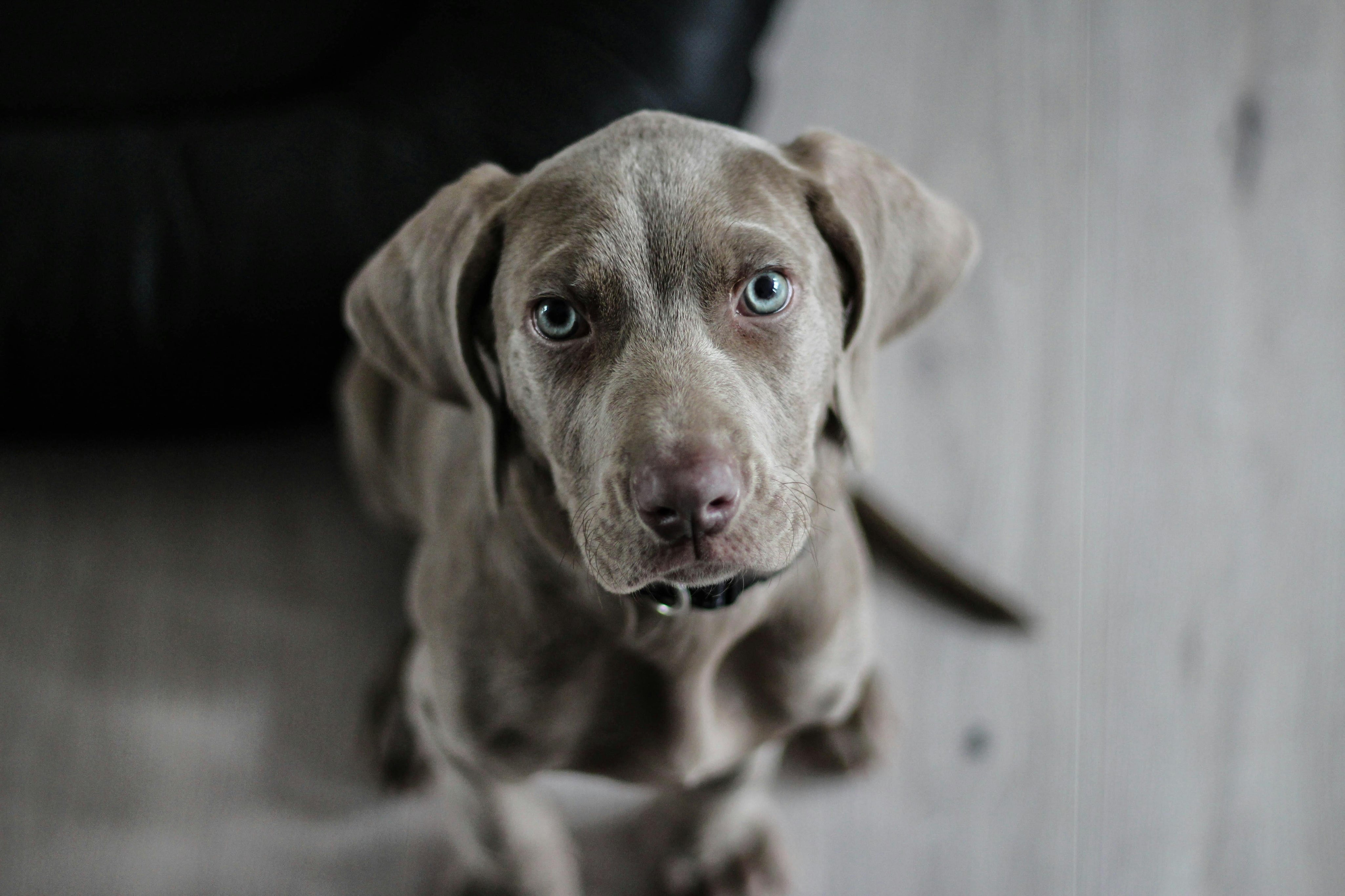 Pro-Kolin vs YuMOVE Digestive Care: A UK Vet’s Comparison juno pets juno daily juno dog