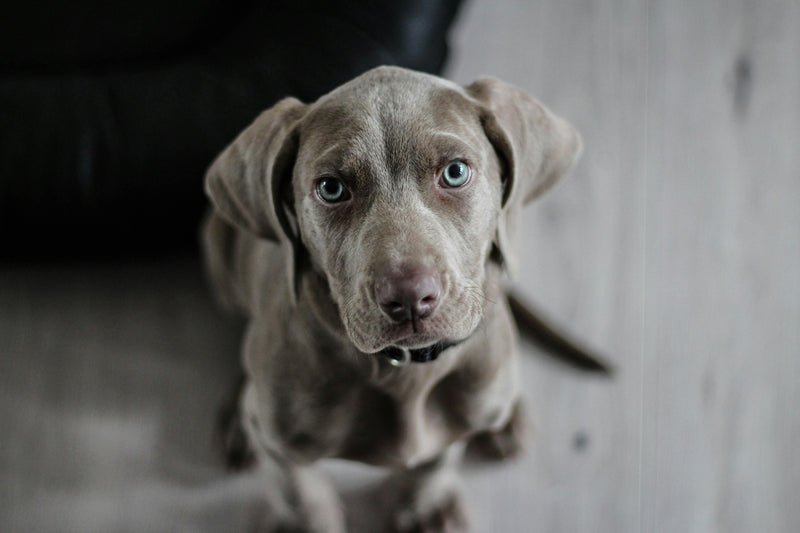 Pro-Kolin vs YuMOVE Digestive Care: A UK Vet’s Comparison juno pets juno daily juno dog