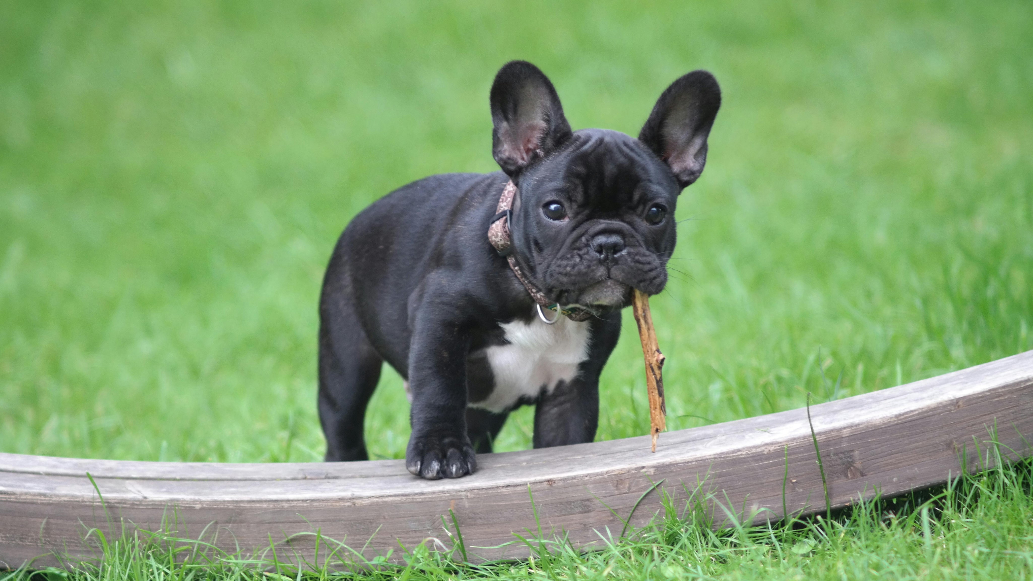 French Bulldog Mobility: A UK Vet’s Guide to Joint & Back Care