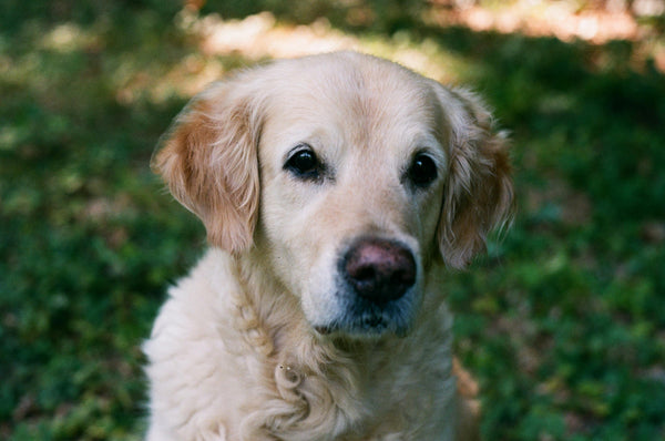 Golden Retriever Hip Support: A UK Vet Guide Juno Pets Juno Dog Juno Daily