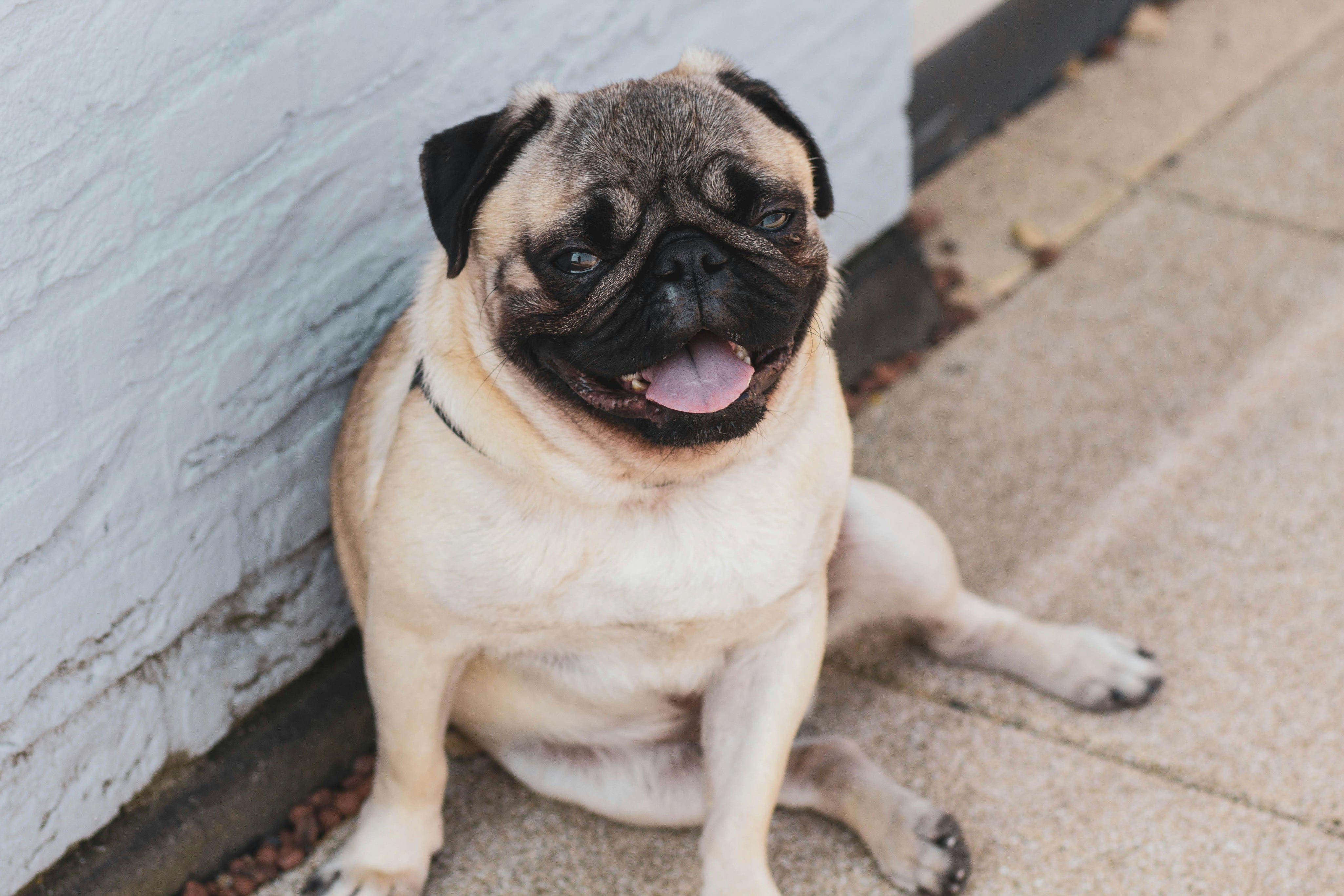dog obesity report 2026 uk vet written 2026 guide