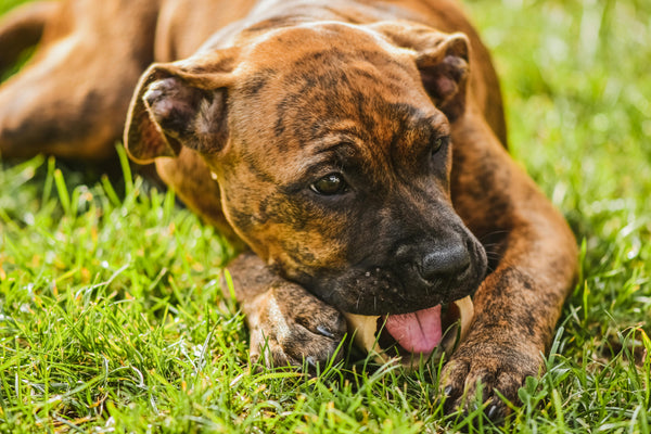 Dog Eating Grass & Vomiting? A UK Vet Explains