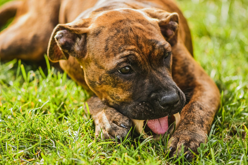 Dog Eating Grass & Vomiting? A UK Vet Explains