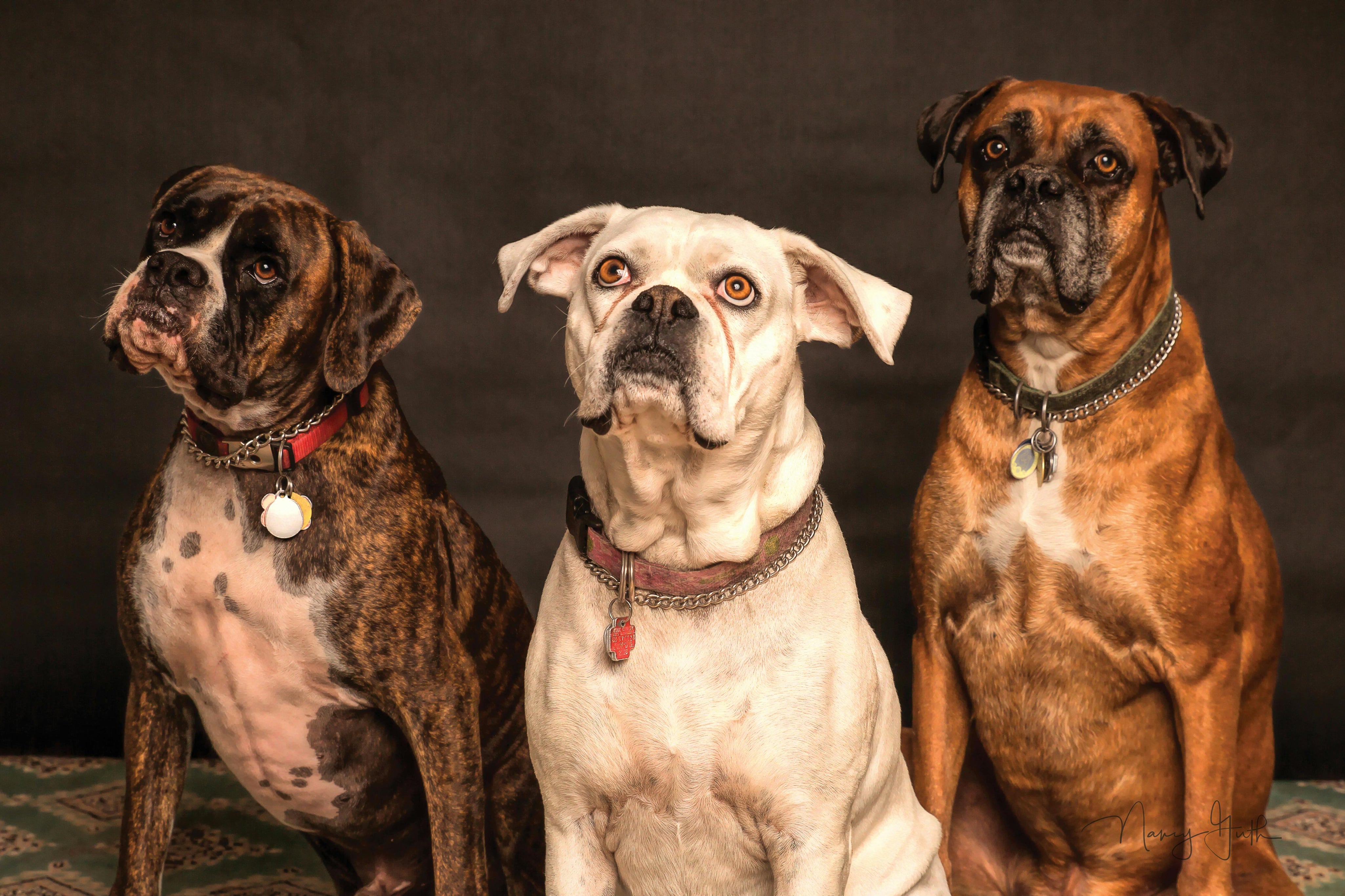 dog-gurgling-stomach-vet-guide why does my dogs stomach gurgle
