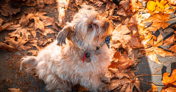 A healthy, happy light brown terrier-type dog sits on a path covered in bright orange and yellow autumn leaves.