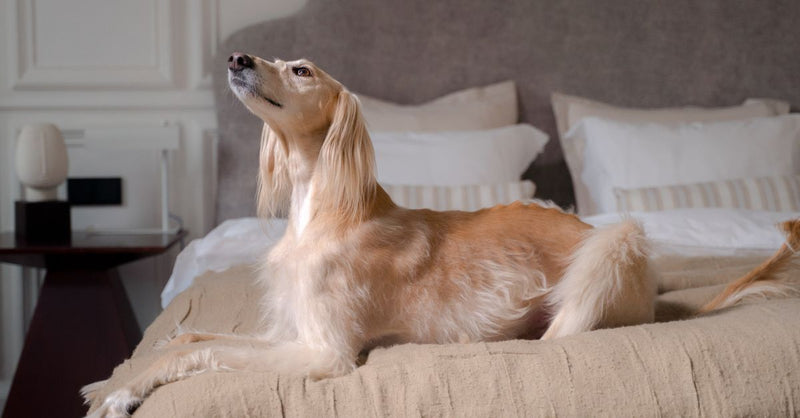 A healthy, calm cream-colored Afghan Hound with long fur lies gracefully on a bed, looking up.