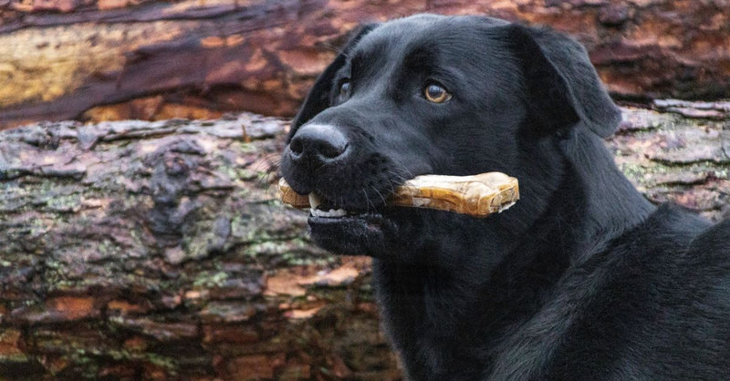 A healthy black Labrador retriever holds a bone in its mouth, looking content against a blurred background of logs.